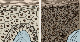 Koža u crnaca i bijelaca