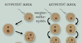 Az ikerterhesség kialakulása