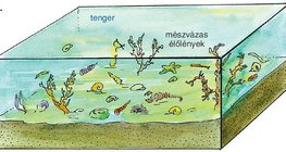 Mészkő kialakulása – 1