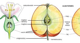 Az alma virága és termése