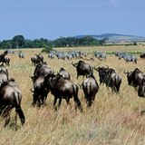 Herd of gnu grazing in Serengeti (Africa)