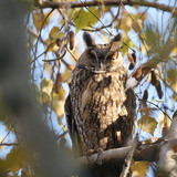 Long-eared owl