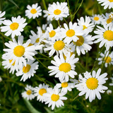 Camomile