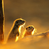 European ground squirrel