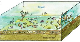 Mészkő kialakulása – 2