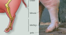 A házi sertés hátsó végtagja