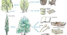 A fűz és a nyár hasznosítása