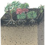 Ground section of the taiga