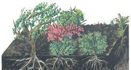 A tajga talajmetszete