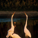 Great egrets