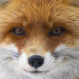 Fox portrait