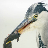 Grey heron with catch