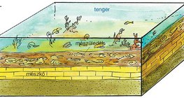 Mészkő kialakulása – 3