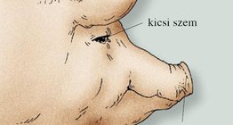 A házi sertés feje