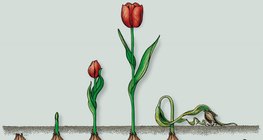 A tulipán fejlődése