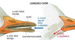 Kacsa lemezes csőre