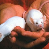 White mice