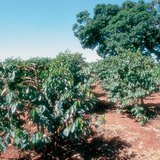 Coffee plantation in Kenya