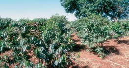 Plantaža kave u Keniji