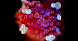 Csodatölcsér virágának bibéje, rajta virágporszemek