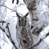 Long-eared owl