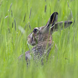 Hare