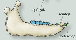 A házi sertés alsó állkapcsa