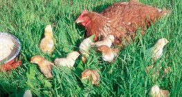 Tyúk és kiscsibéi