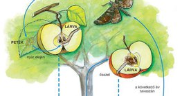Az alma szerepe a lepke fejlődésében