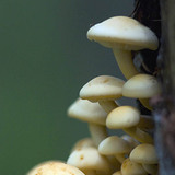 fungi