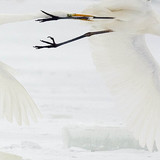 Great egret fight