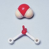 Space-filling and ball-and-stick models of water molecule