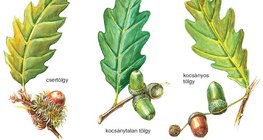 Csertölgy, kocsánytalan tölgy és kocsányos tölgy makktermése