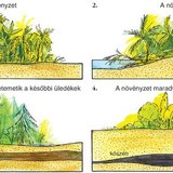 Szénréteg keletkezése