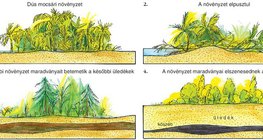 Szénréteg keletkezése