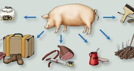 Mi készül a házi sertésből?