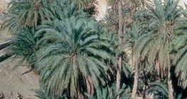 Oaza s datuljama u Tunisu