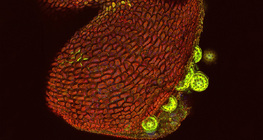 Csodatölcsér pollenzsákjának felnyílása (konfokális lézermikroszkópos kép)