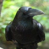 Common raven