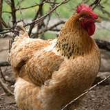 Hen