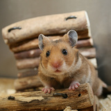 Hamster
