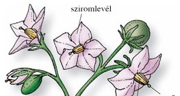 A burgonya virága, termése