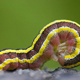 Caterpillar