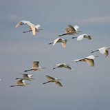 Great egrets flying