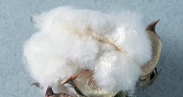 A gyapotszál anyaga (cellulóz) poliszacharid