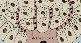 Festéksejt, festékanyagok a hámban