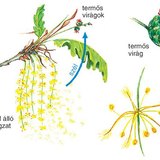 A tölgyfa virágzása