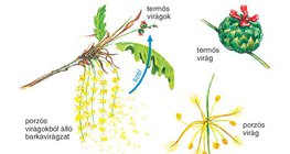 A tölgyfa virágzása