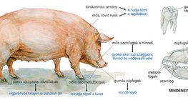 A sertés felépítése