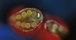 Csodatölcsér pollenzsákjának felnyílása (fénymikroszkópos kép)